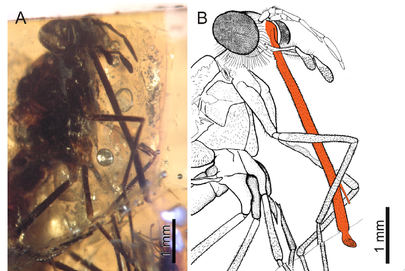 Illustration for article titled Flies in Amber Were Ancient Pollinators